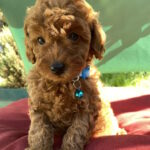 Michael-male-toy-poodle-puppy-for-sale-1 (3)