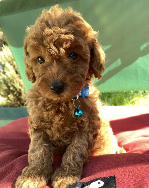 Michael Toy Poodle Michael Toy Poodle