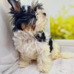 Michel-female-Biewer-puppy-for-sale-1