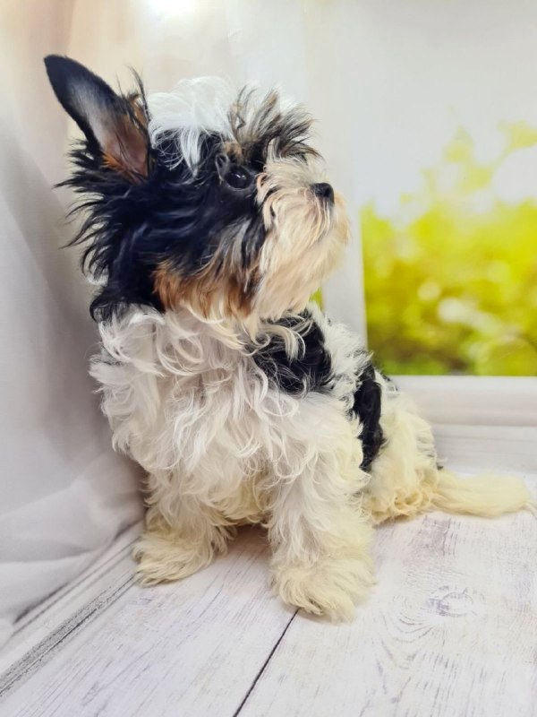 Michel Biewer Yorkshire Terrier Michel Biewer Yorkshire Terrier