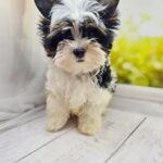Michel-female-Biewer-puppy-for-sale-2