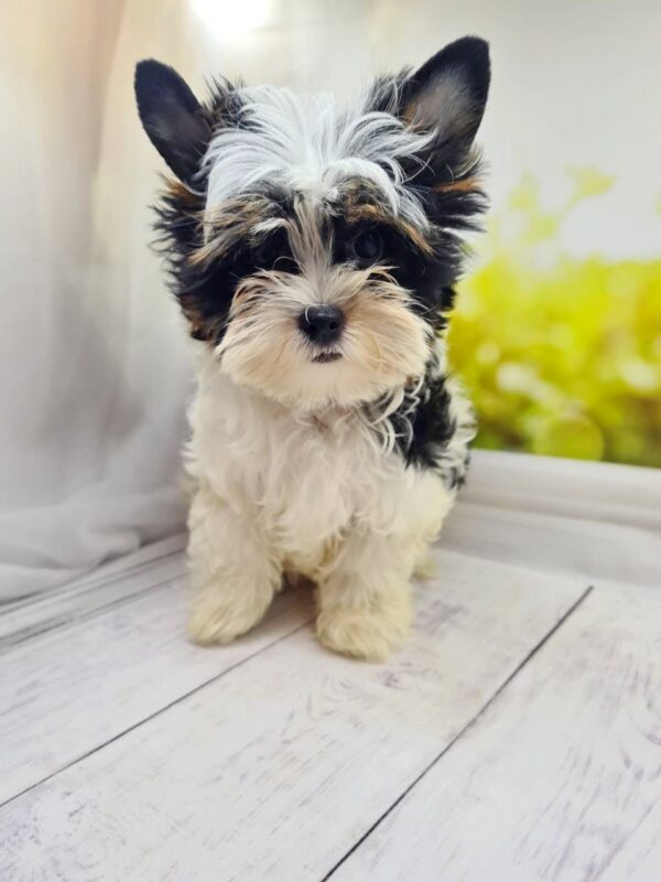 Michel Biewer Yorkshire Terrier Michel Biewer Yorkshire Terrier