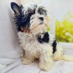 Michel-female-Biewer-puppy-for-sale-3