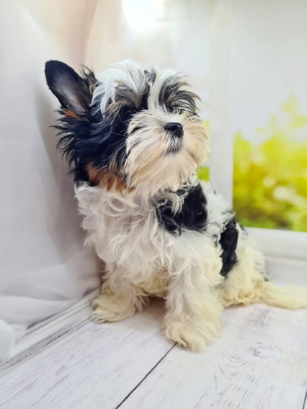 Michel Biewer Yorkshire Terrier Michel Biewer Yorkshire Terrier