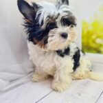 Michel-female-Biewer-puppy-for-sale-4