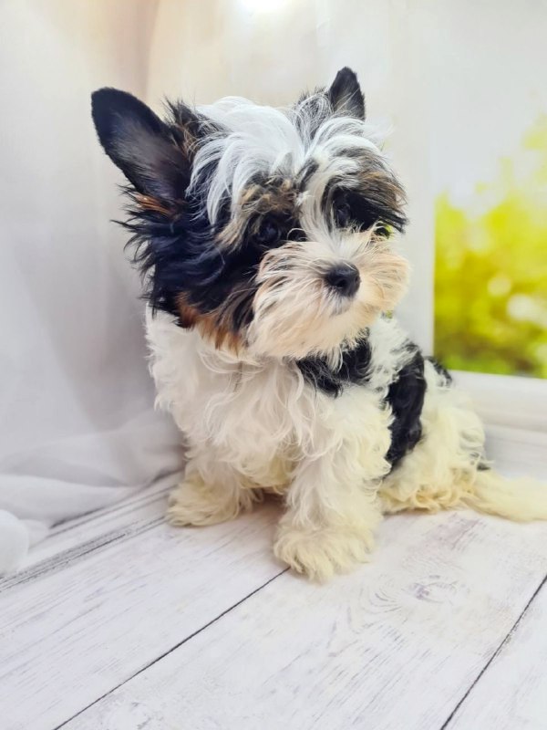 Michel Biewer Yorkshire Terrier Michel Biewer Yorkshire Terrier