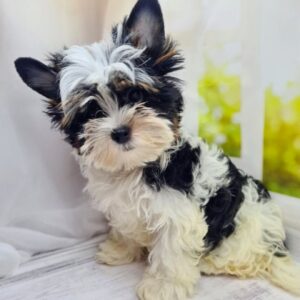 Michel Biewer Yorkshire Terrier