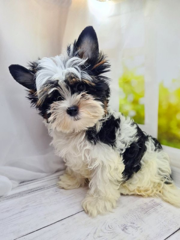 Michel Biewer Yorkshire Terrier Michel Biewer Yorkshire Terrier