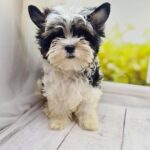 Michel-female-Biewer-puppy-for-sale-6