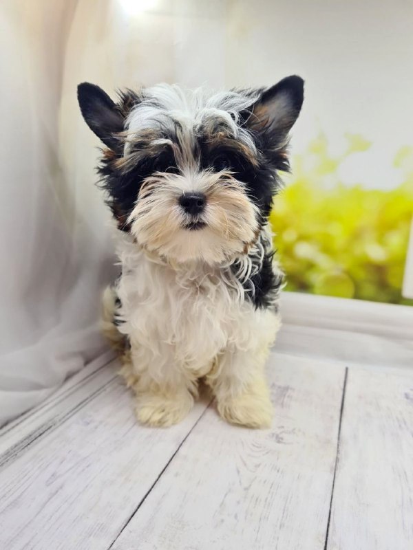 Michel Biewer Yorkshire Terrier Michel Biewer Yorkshire Terrier