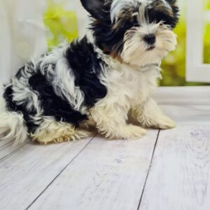 Michel Biewer Yorkshire Terrier