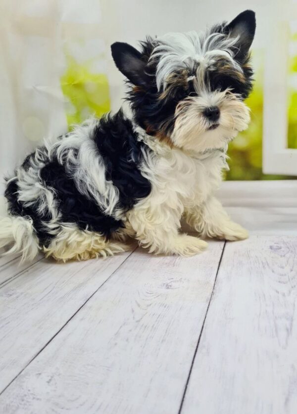 Michel Biewer Yorkshire Terrier Michel Biewer Yorkshire Terrier