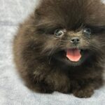 Michkey -male-Pomeranian-puppy-for-sale-1