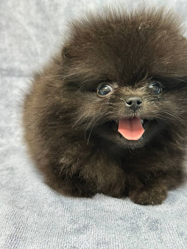 Michkey Pomeranian