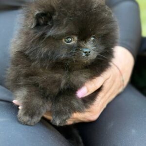 Michkey Pomeranian