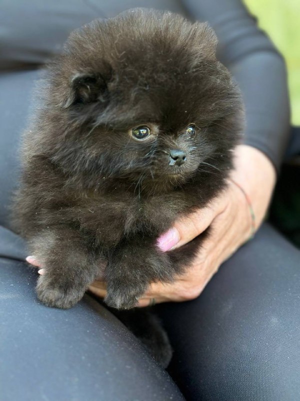 Michkey Pomeranian