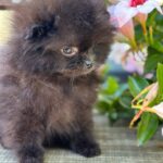 Michkey -male-Pomeranian-puppy-for-sale-3