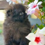 Michkey -male-Pomeranian-puppy-for-sale-4