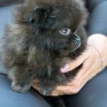 Michkey -male-Pomeranian-puppy-for-sale-5