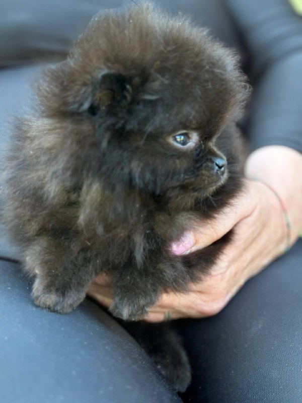 Michkey Pomeranian
