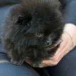 Michkey -male-Pomeranian-puppy-for-sale-6