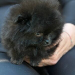 Michkey Pomeranian