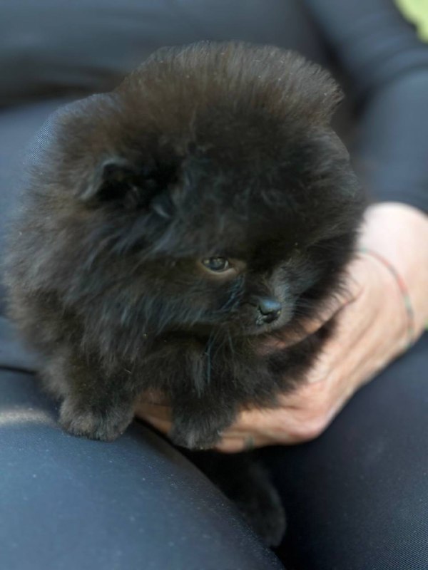 Michkey Pomeranian