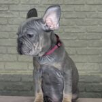 Mika-female-Big-Rope-Frenchie-puppy-for-sale-1