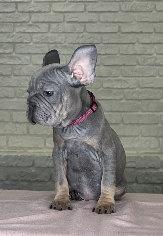 Mika Big Rope French Bulldog Mika Big Rope French Bulldog