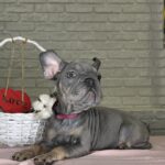 Mika-female-Big-Rope-Frenchie-puppy-for-sale-2