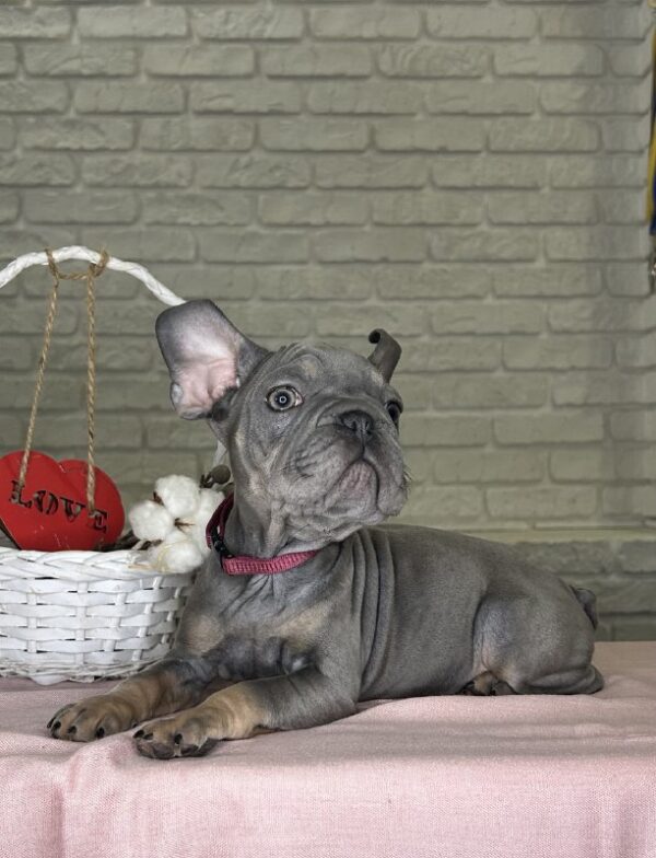 Mika Big Rope French Bulldog Mika Big Rope French Bulldog