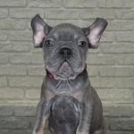 Mika-female-Big-Rope-Frenchie-puppy-for-sale-3