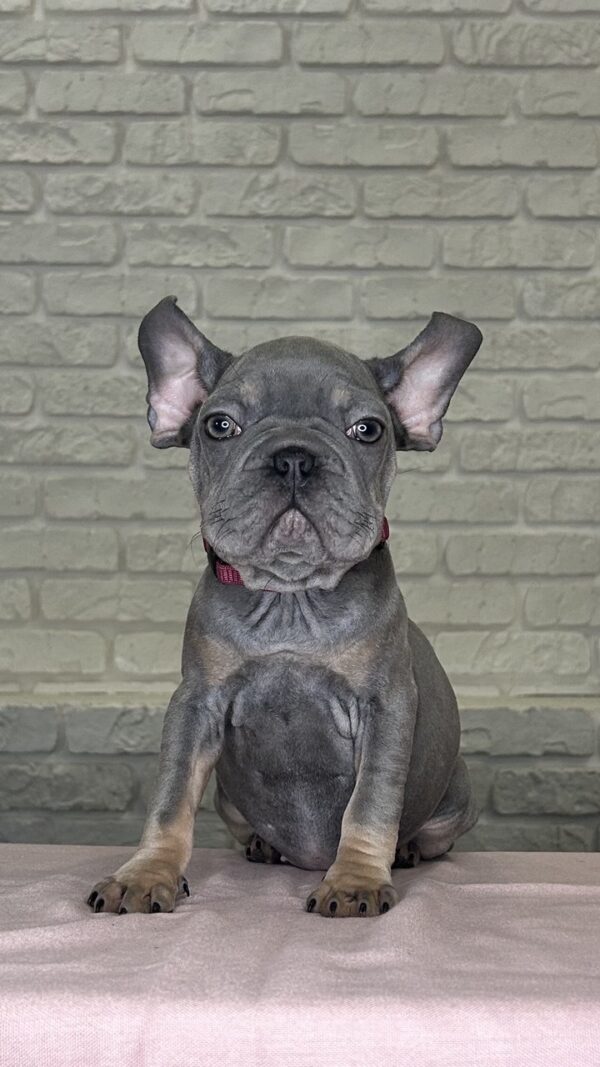 Mika Big Rope French Bulldog Mika Big Rope French Bulldog