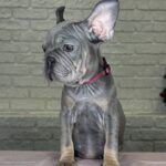 Mika-female-Big-Rope-Frenchie-puppy-for-sale-4