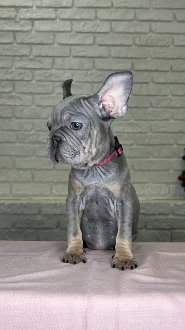 Mika Big Rope French Bulldog Mika Big Rope French Bulldog