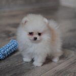 Miki-male-pomeranian-puppy-for-sale-1 (1)