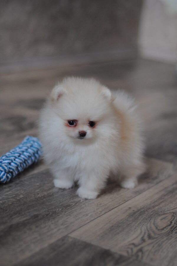 Miki Pomeranian Miki Pomeranian