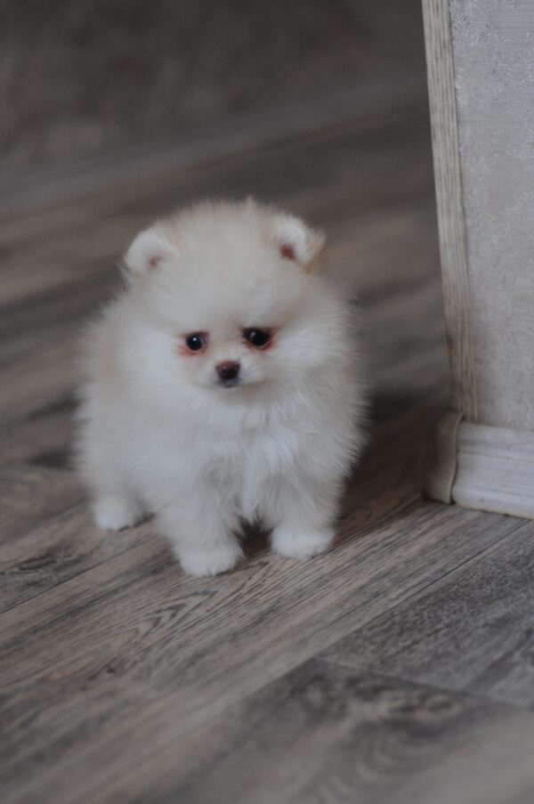 Miki Pomeranian Miki Pomeranian