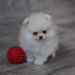 Miki-male-pomeranian-puppy-for-sale-1 (3)