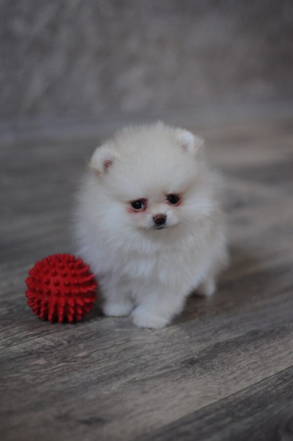 Miki Pomeranian Miki Pomeranian