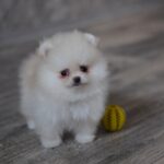 Miki-male-pomeranian-puppy-for-sale-1 (4)