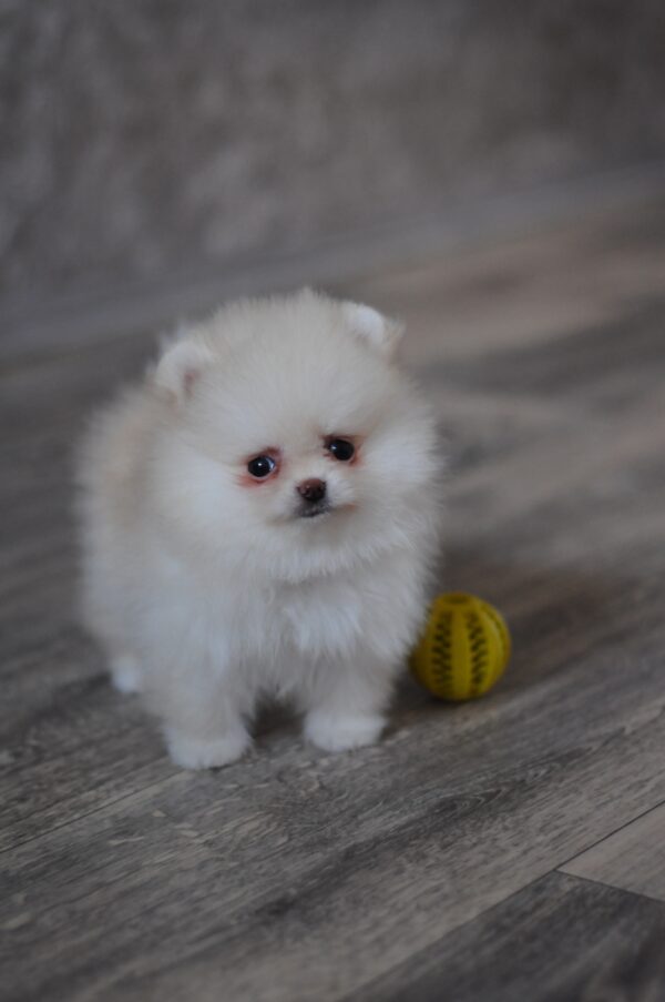 Miki Pomeranian Miki Pomeranian