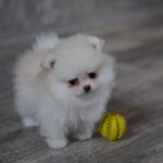 Miki-male-pomeranian-puppy-for-sale-1 (5)