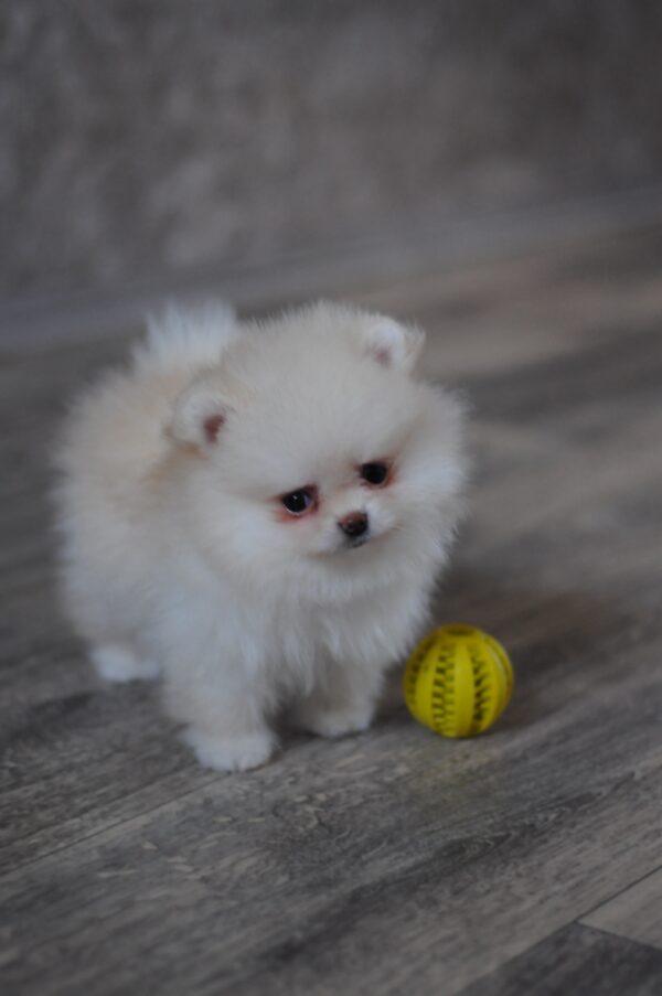 Miki Pomeranian Miki Pomeranian