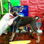 Lavinia Russian Toy Terrier