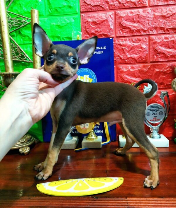 Milord Russian Toy Terrier Milord Russian Toy Terrier