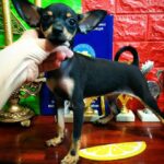 Margo Russian Toy Terrier