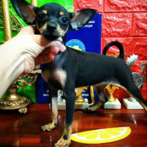 Miranda Russian Toy Terrier Miranda Russian Toy Terrier