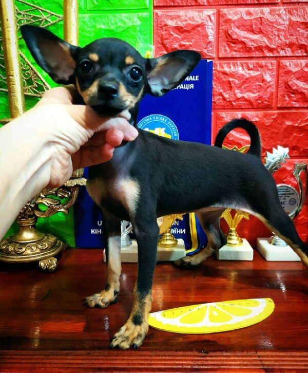 Miranda Russian Toy Terrier Miranda Russian Toy Terrier