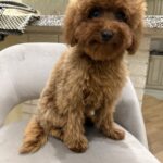 Mojito-male-toy-poodle-puppy-for-sale-1 (1)